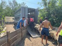 Transport autorizat în toată tara de animale vii