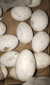 Продам яйцо гусиное домашние инкубационные