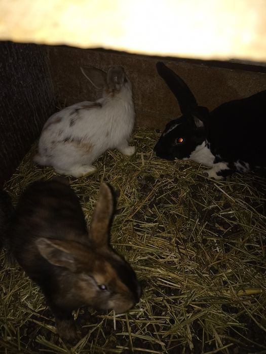 Рекс три коллер куëнлар сотилади