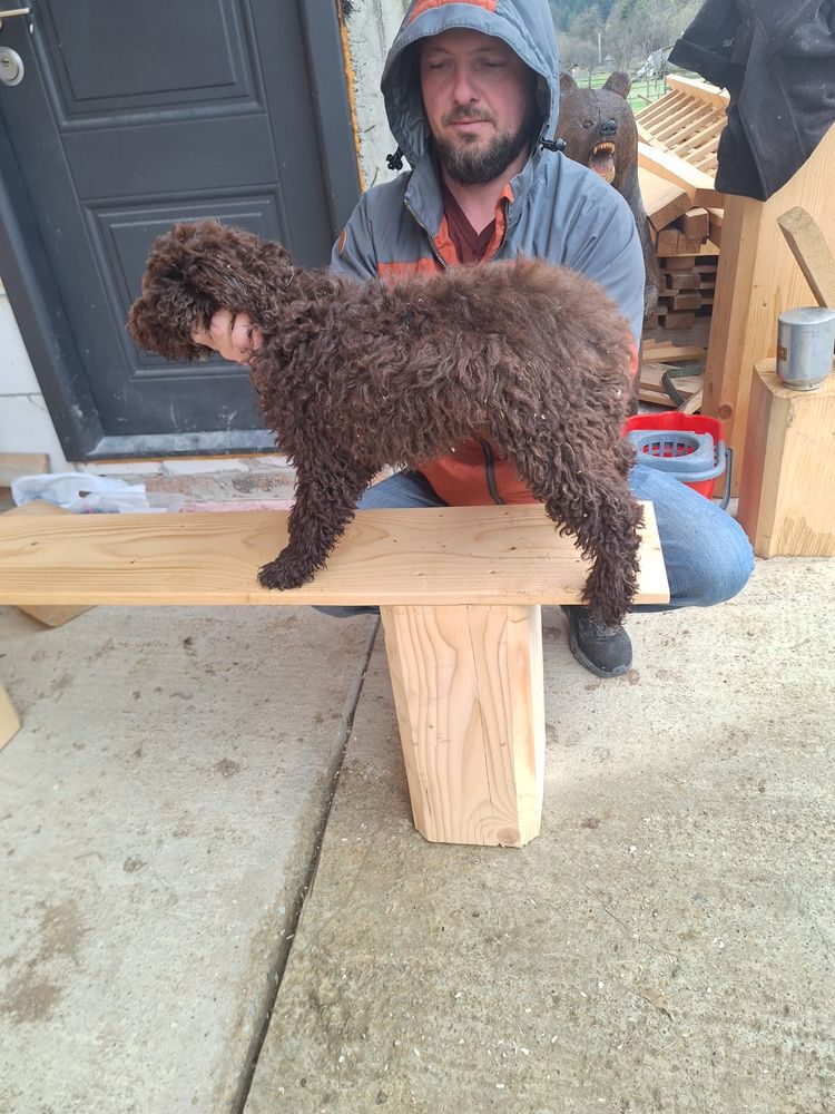 Lagotto Romagnolo pt Trufe