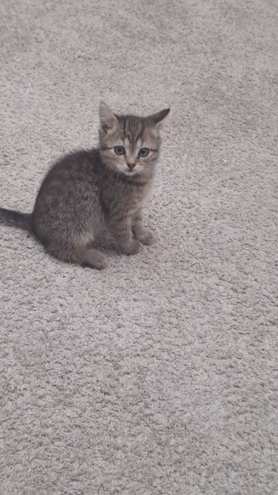 Милая девочка в добрые ручки!