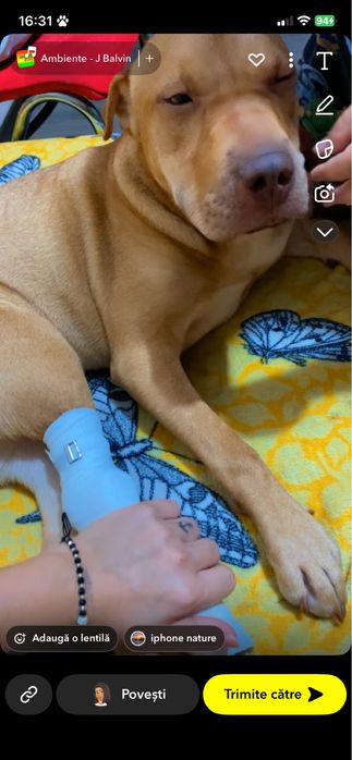 Adoptie catelusa foarte jucausa