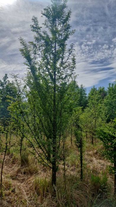 Метасекво́йя — редкое и уникальное дерево.