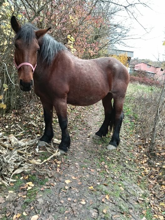 Vând iapa grea garantata