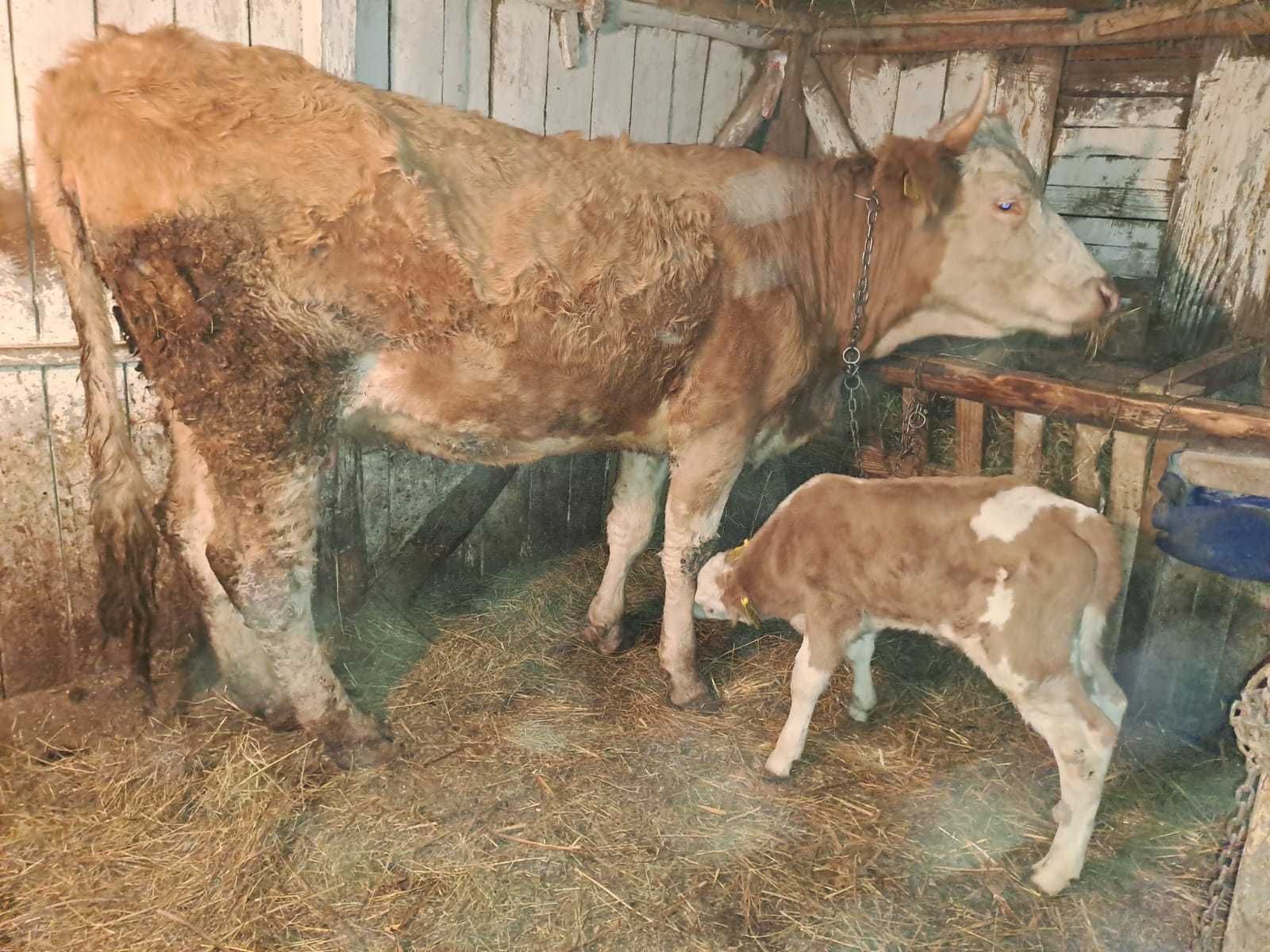 Vand vaca la a doua fatare, cu vitel tauras