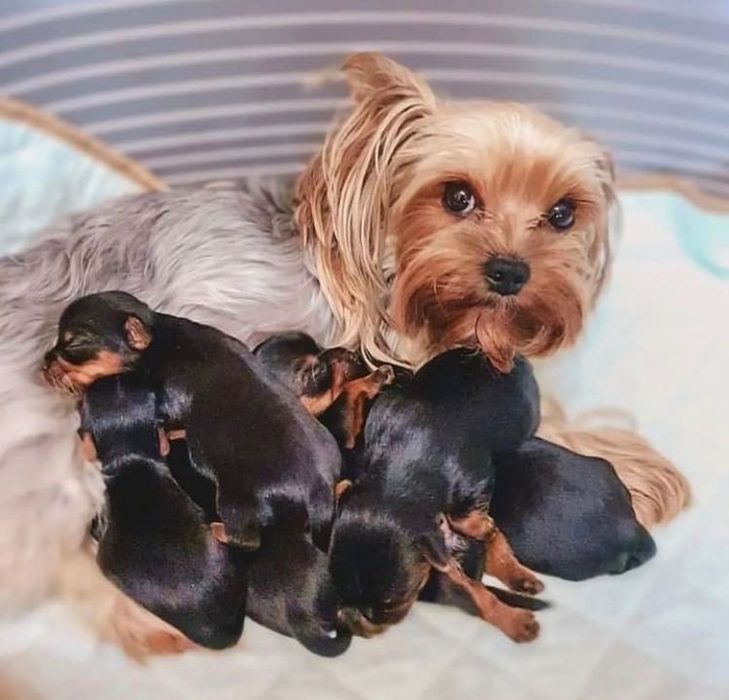 Супер Мини Йорки Доставка