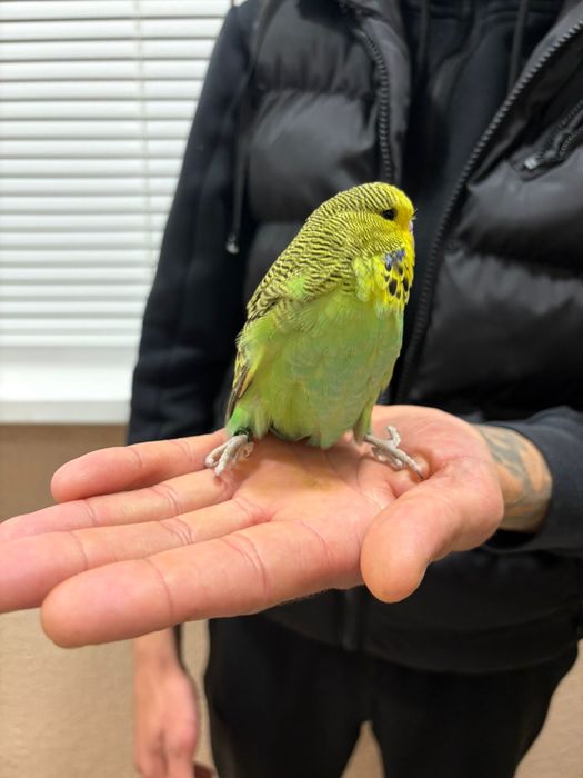 Двойка социални вълнисти папагали