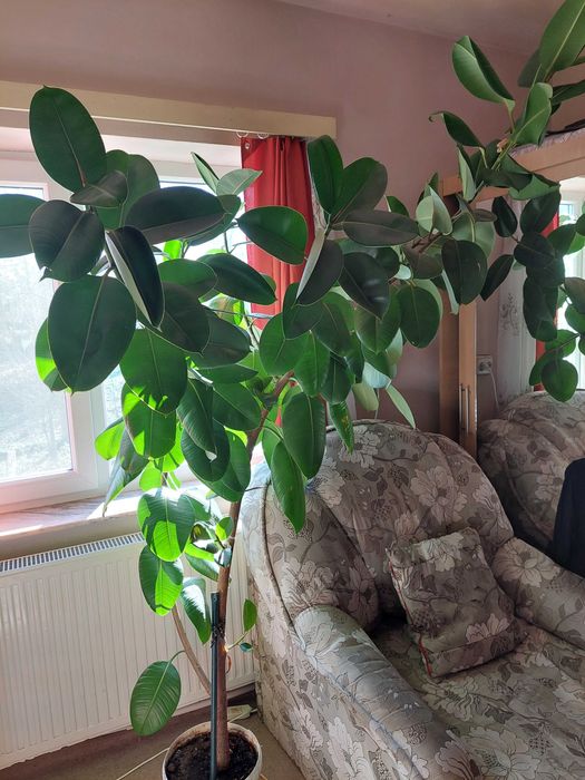 Planta decorativa Ficus