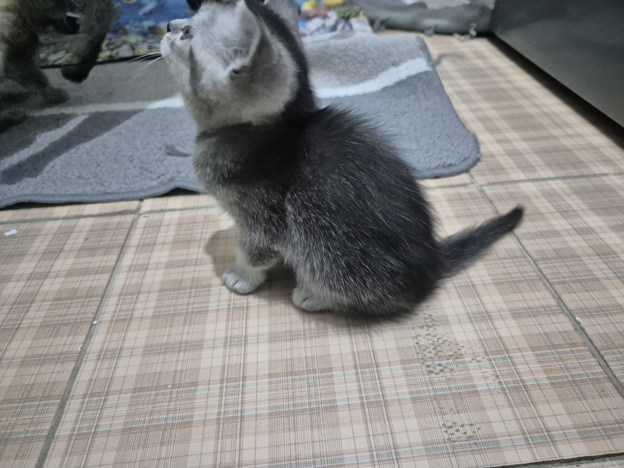 Скотиш фолд и страйт чистокровные