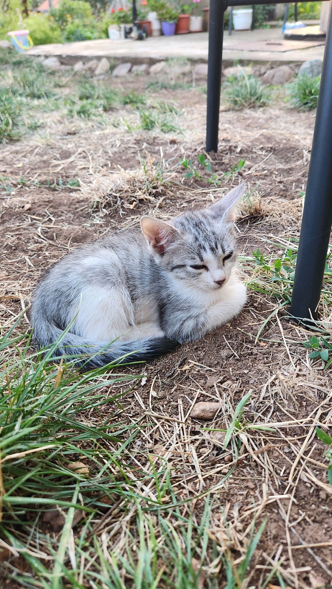 Подарявам малки котета