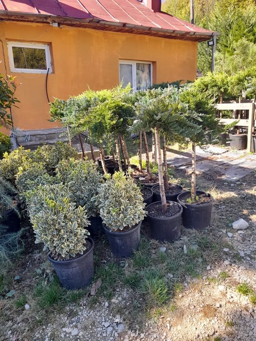 Plante ornamentale mesteacan tei,pawlonia