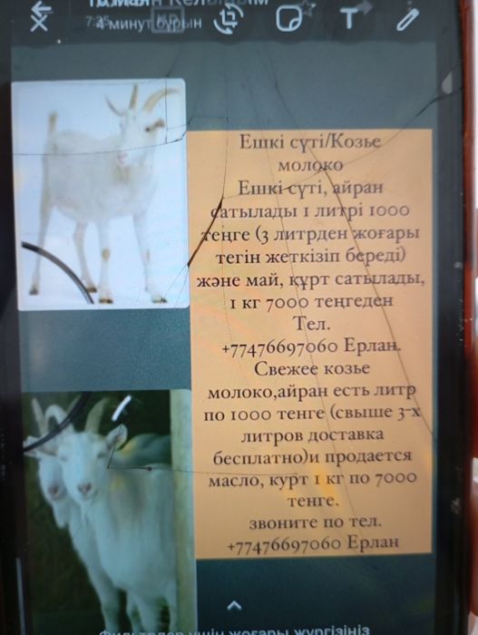 Ешкі сүті аираны курты маиы сатылады
