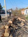 Утин сотилад Зур утинга паркетгахам булади термиз шахрида