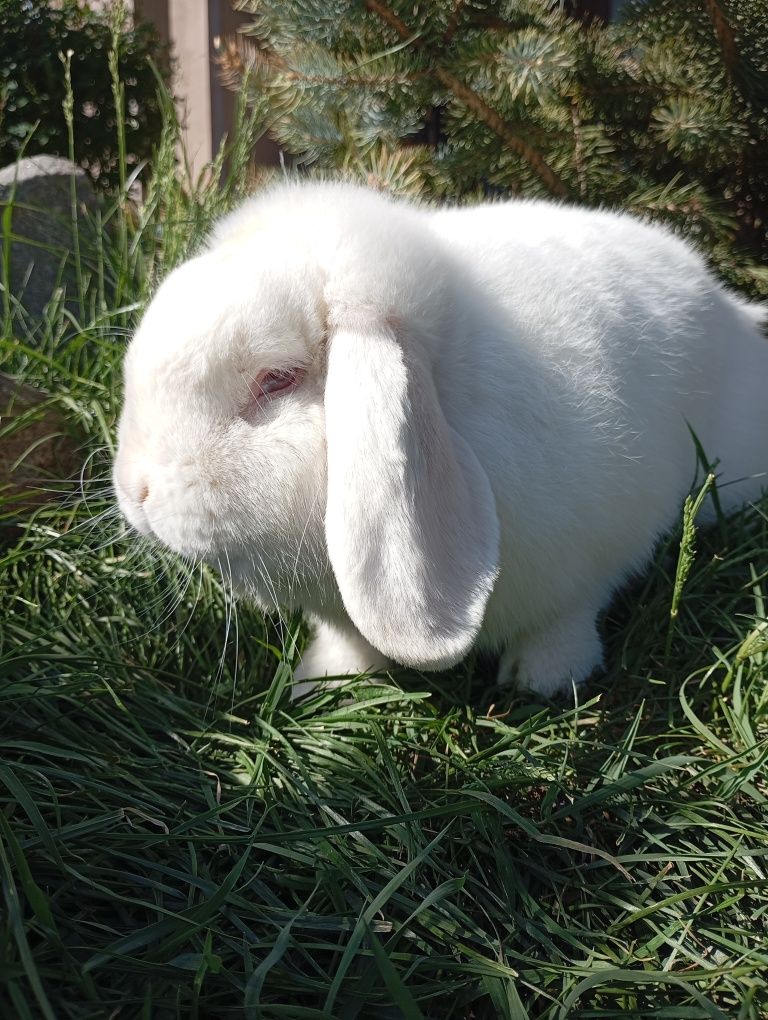 Iepurași Holland Lop / Berbec pitic