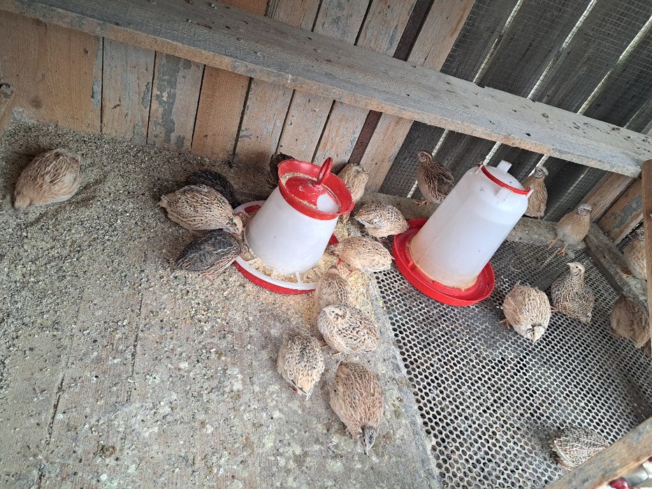 Vând prepelite 12 lei buc negociabil