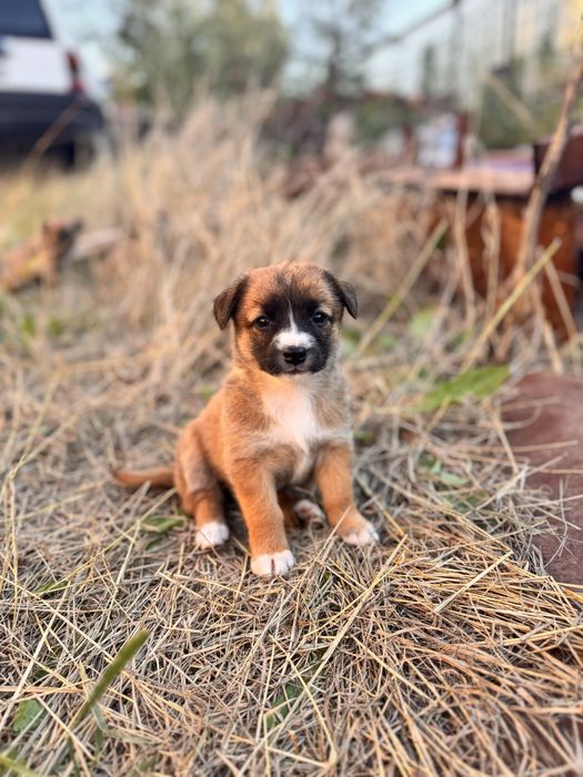 Отдам двух щенят с будкой