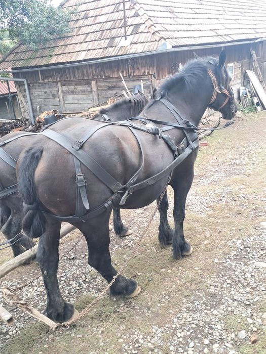 Vând cal pentru tracțiune