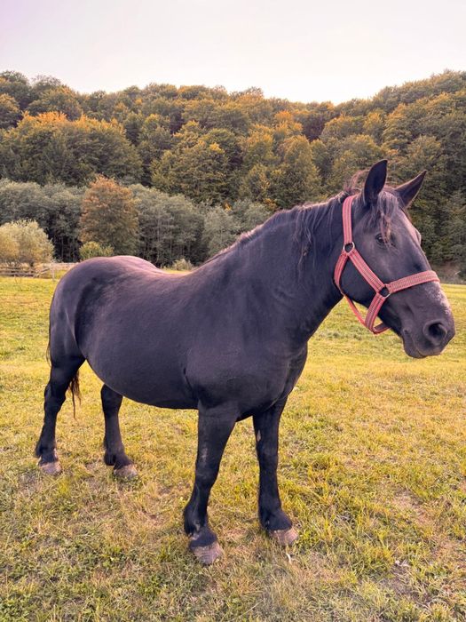 Două iepe de vânzare
