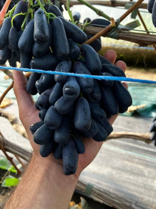 Avatar vita de vie fără semințe