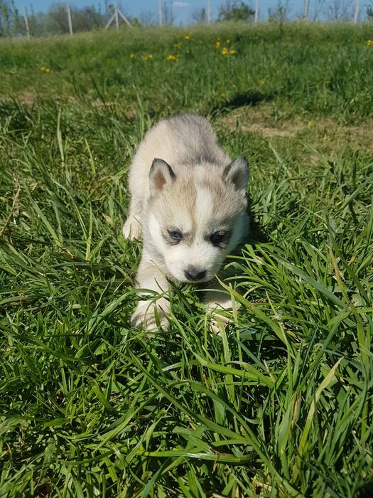 Băiețel Husky cu ochi albaștri