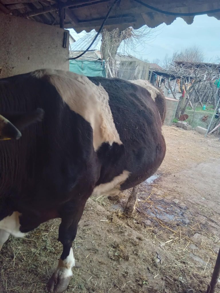 Vaca cu lapte e la al 8-lea vițel