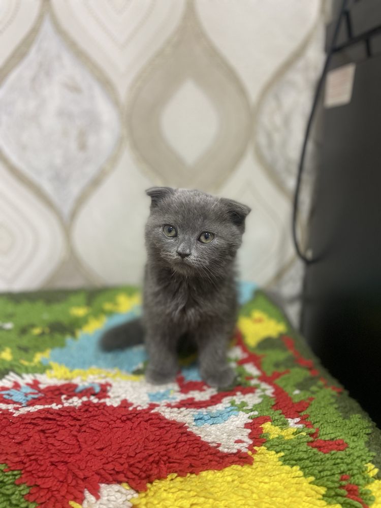Продаём шотландского вислоухого котёнка
