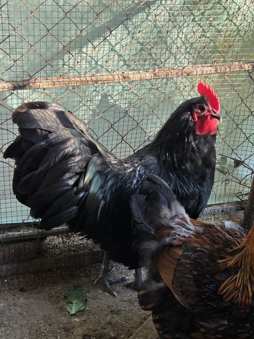 Cocosi Australorp negru/albastru