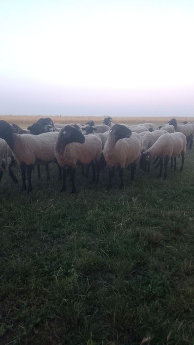 Oi de vânzare carabase