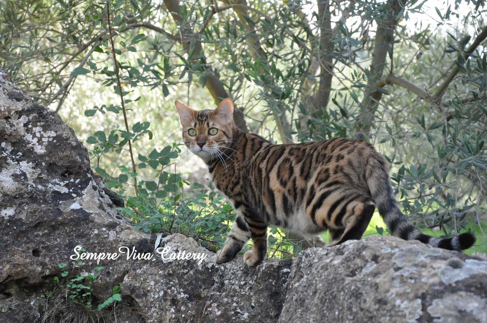 Бенгалско коте мъжко