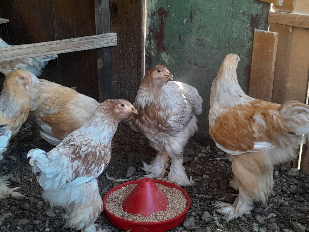Vând pui brahma lemon tineret