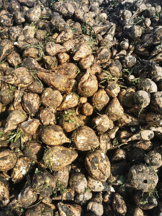 Vând sfeclă de zahăr