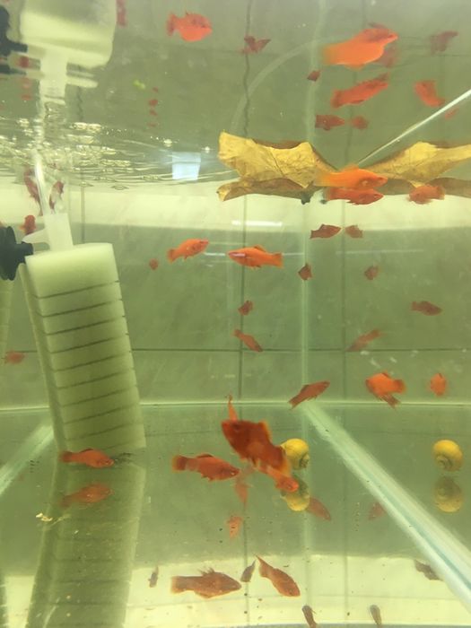 Xipho rosii cu ochii rosii