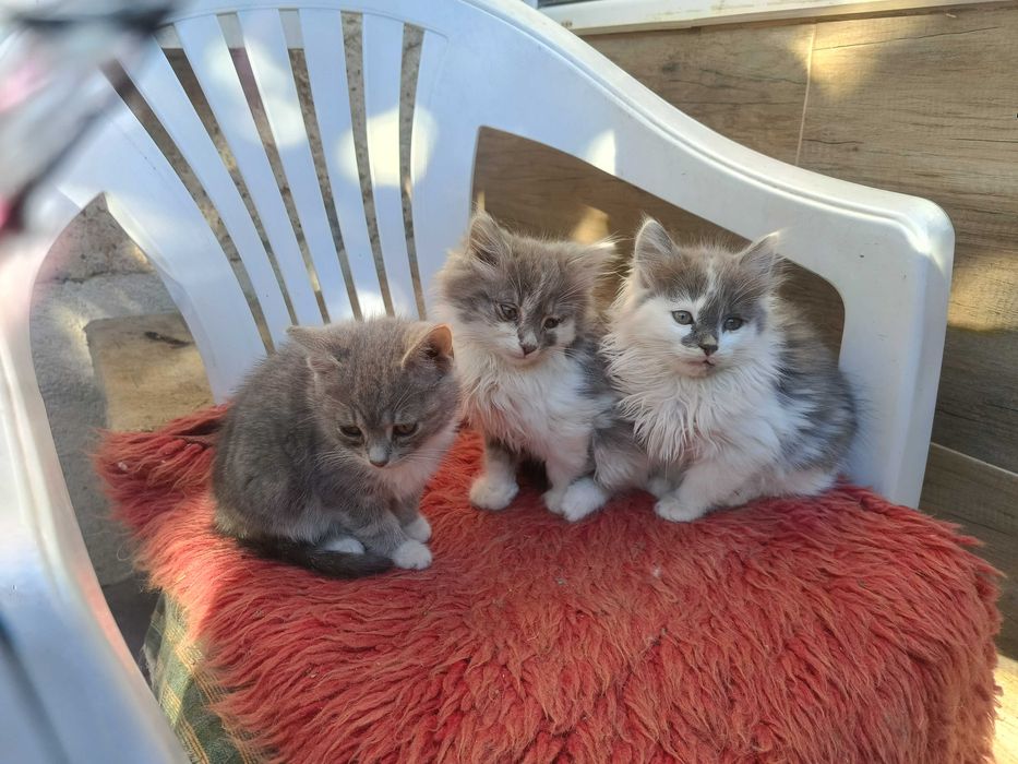 Подарявам малки котета