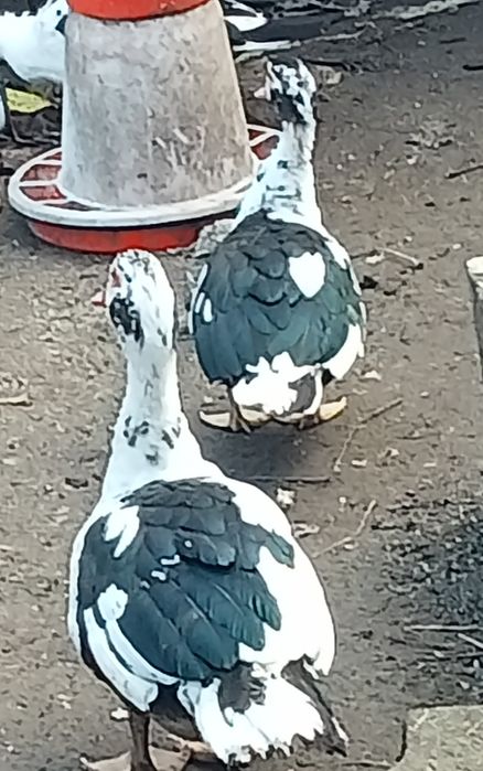 Vând rate mute din judetul Hunedoara