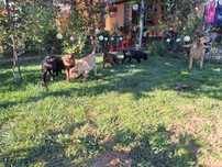 Labrador doua luni