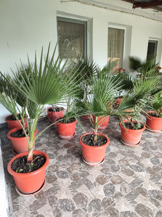 Palmier Washingtonia