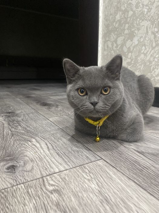 Нужна кошка для вязки британскому коту