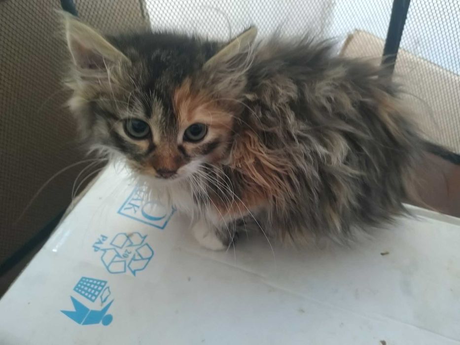 Шест пухкави малчугана търсят домашен уют и любящи стопани