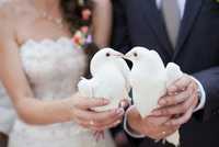 Porumbei Frumoși Nunti. Preț Avantajos