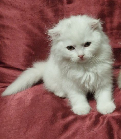 Девочка ждет семью!