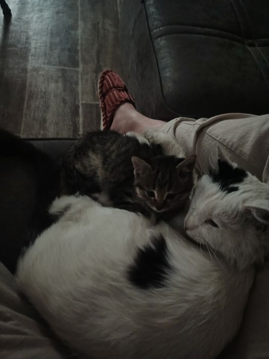 Пристраивается в любящие ручки