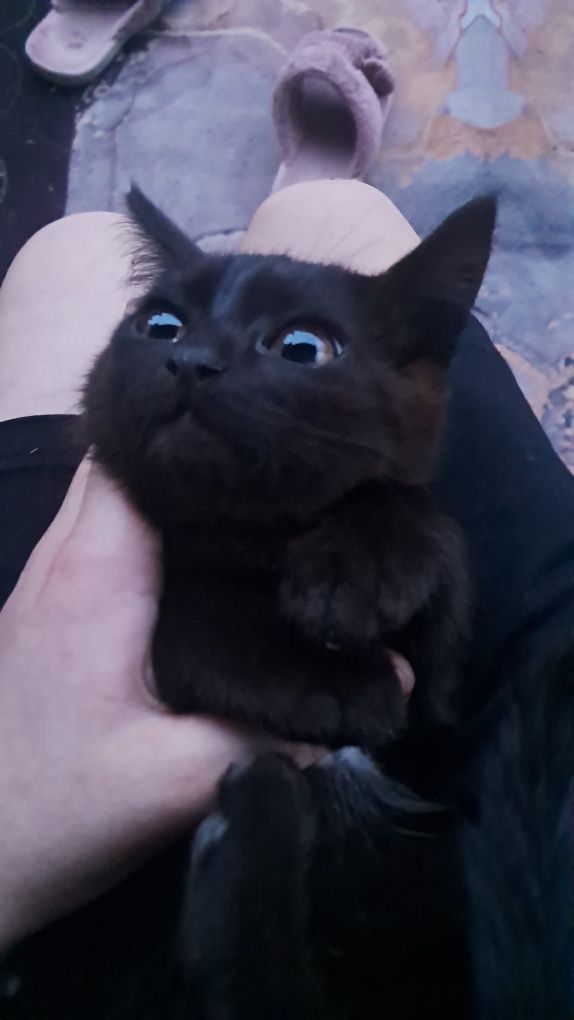 Два чёрных котенка