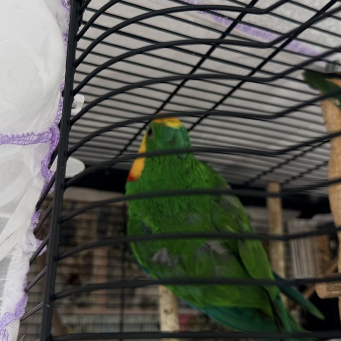 Папагал мъжки  барабанд