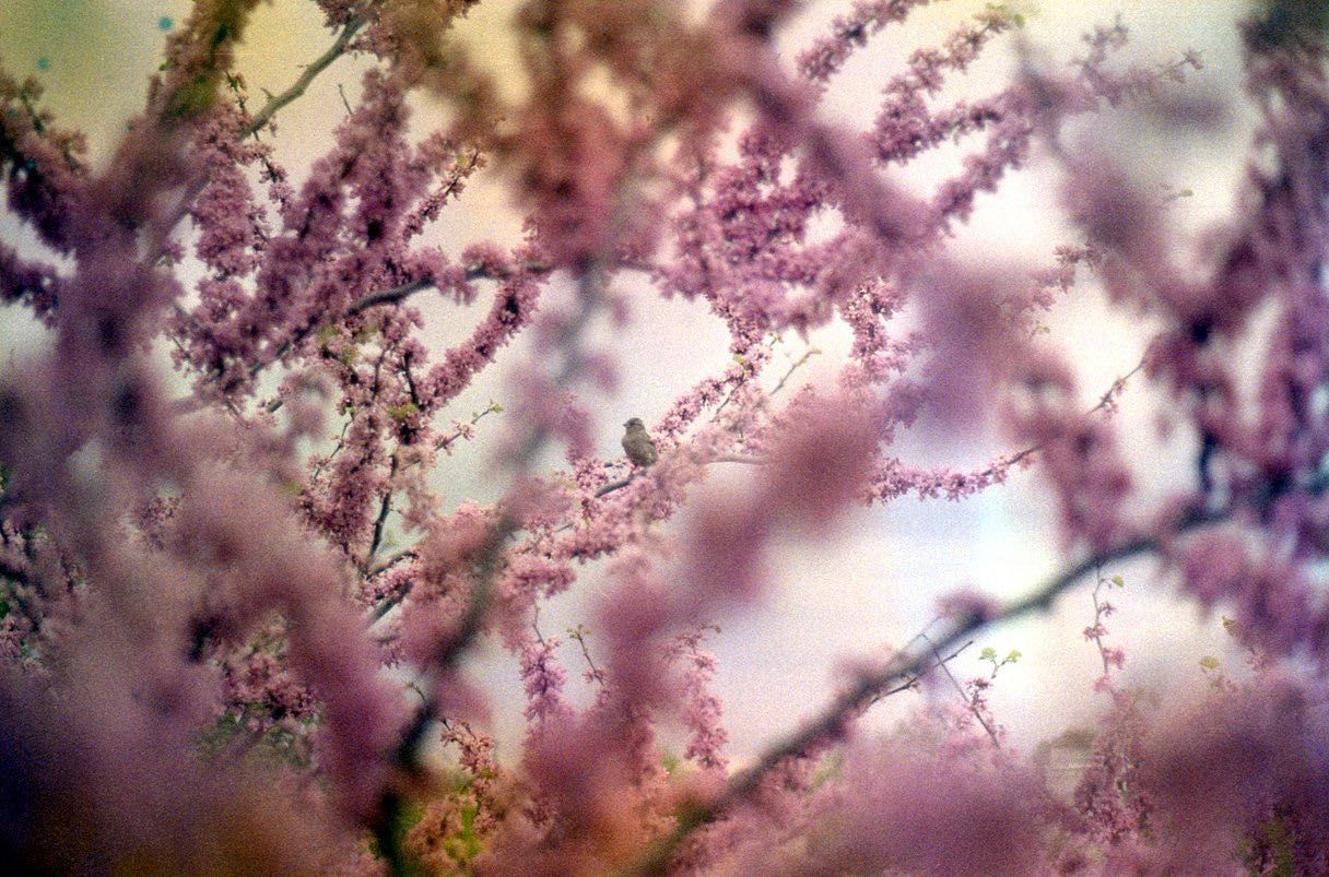 Konica Autoreflex TC фотоапарат + обектив Коника