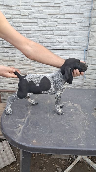 Brac german par scurt cu pedigree