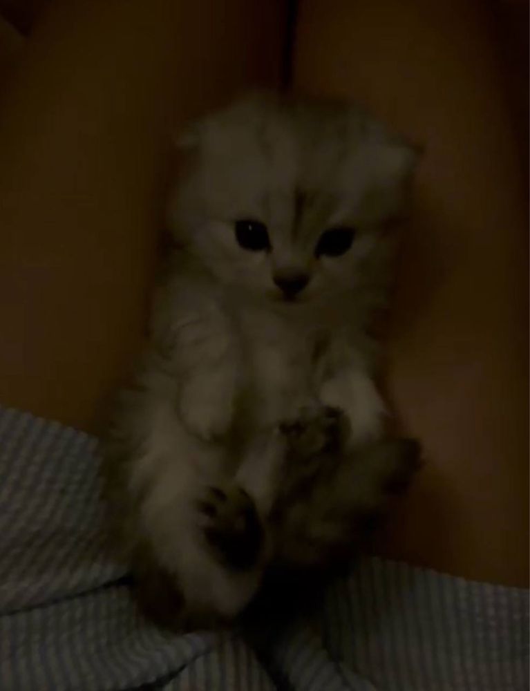 Котята. Шотландский котёнок