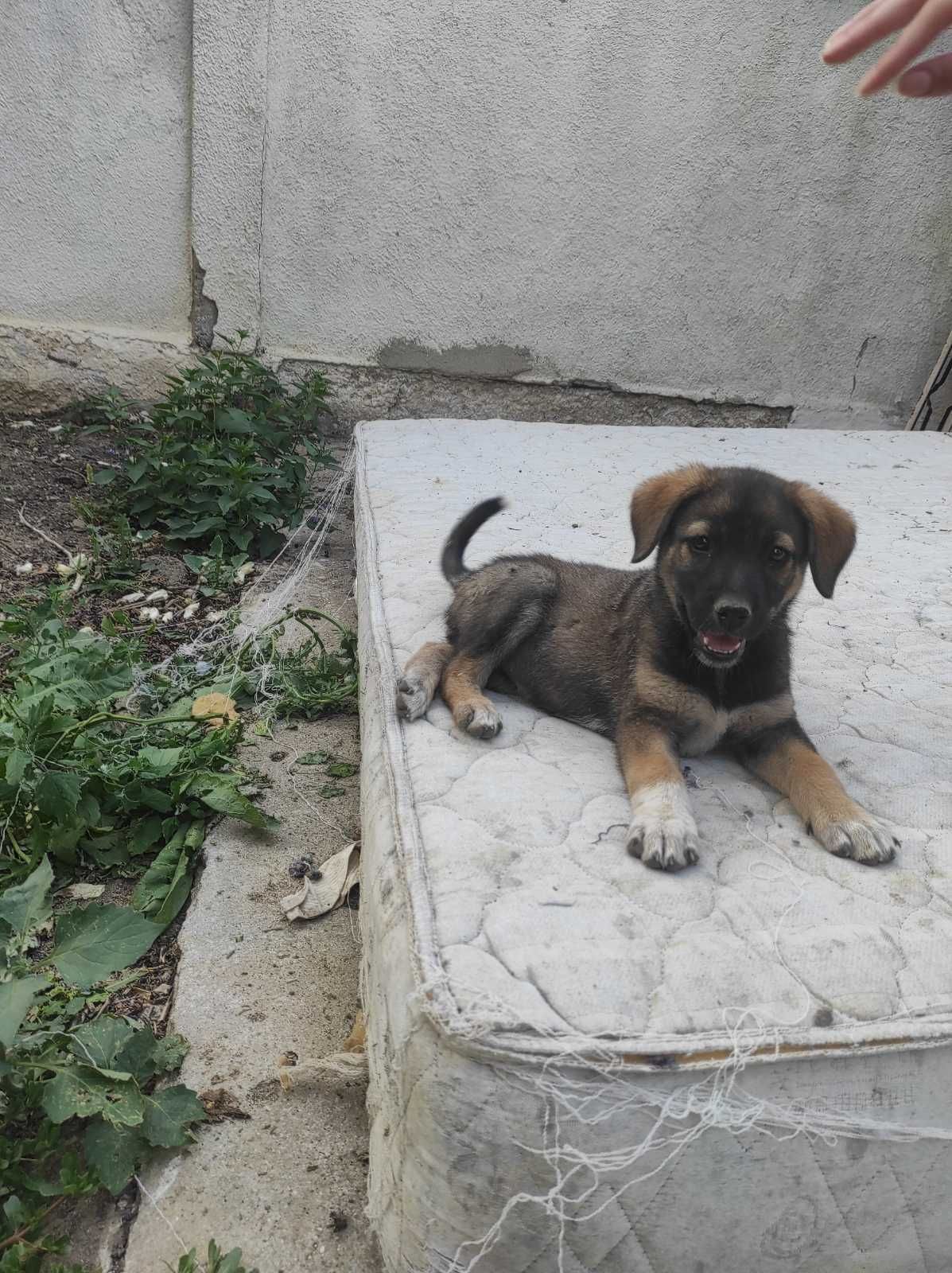 Подарявам кученца