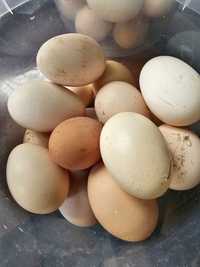 Яйца куриные домашние продам