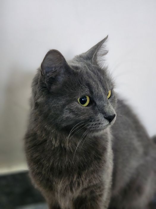 Ласковая кошка Отдам в хорошие руки