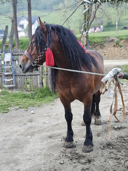 Vnd  cal de 6 ani armăsar